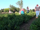 Manisa'da s�tmayla m�cadele h�z kesmeden devam ediyor