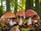 Mantar zehirlenmelerine dikkat