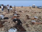 Mardin'de zirai ila� tespit edilen sudan i�en 110 k���kba� �ld�
