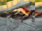 Mardinli tır şoförü, veteriner akrabasını görüntülü arayarak doğum yaptırdığı eşeğin hayatını kurtardı