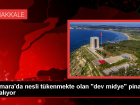 Marmara Denizi'nde nesli t�kenme tehlikesi alt�ndaki pina pop�lasyonu art�yor