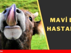 Mavi dil hastal��� insanlara bula��r m�? Mavi dil hastal��� nedir?