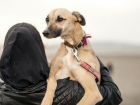 Maymun çiçeği: WHO, virüsün ilk kez insandan köpeğe bulaştığını açıkladı