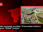 Merakla ba�lad��� ar�c�l�kta, 70 kovandan binlerce kilogram 'G�lbal' �retiyor