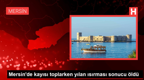 Mersin'de kay�s� toplarken y�lan �s�rmas� sonucu �ld�