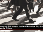 Myanmar'da Bilinmeyen Hastalık Nedeniyle Büyükbaş Hayvan Ölümleri
