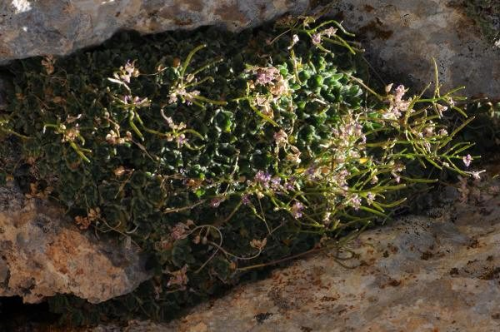 Neslinin tkendii sanlan 'Bakr Kazteresi' sosyal medya sayesinde bulundu