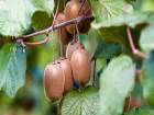 Nikotinle Sava�an 4 Besin