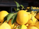 Okalipt�s ve limon ya��n�n Kovid-19' kar�� koruyuculu�u kan�tland�