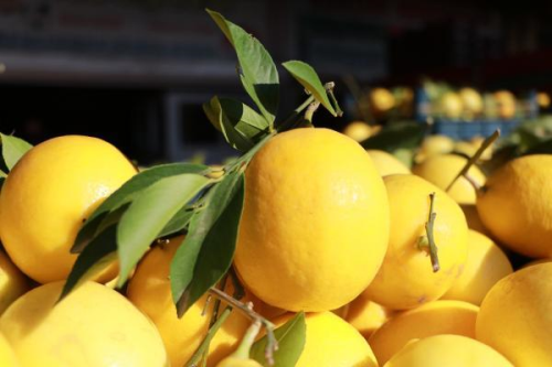 Okalipts ve limon yann Kovid-19' kar koruyuculuu kantland