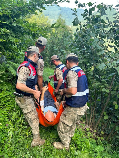 Ordu'da Mantar Zehirlenmesi: Bir Kii Tedavi Altna Alnd