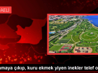 Otlamaya ��k�p, kuru ekmek yiyen inekler telef oldu