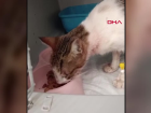 Otomobil çarpması sonucu yaralanan sokak kedisine tedavi