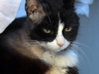 'Panda' adl� kedi b�brek naklinden k�k h�creyle kurtuldu