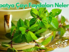 Papatya aynn faydalar nelerdir, hangi hastalklarda tedavi olarak kullanlr? Papatya ay nasl hazrlanr ve nasl tketilir?