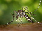 Paris'te Dang Hummas� ve Zika Vir�s�ne Kar�� �la�lama Operasyonu