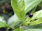 Pikni�e Giderken Renkli K�yafetler Giymeyin