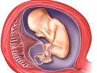 Plasenta nedir? Plasenta Ne ��e Yarar? Plasenta Yenir mi?
