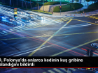Polonya'da 29 Kedi Ku� Gribine Yakaland�