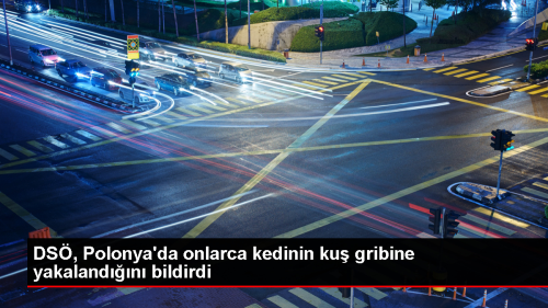 Polonya'da 29 Kedi Ku Gribine Yakaland