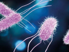 Prof. Dr. Besler: Okul kantinleri salmonella vir�s�ne kar�� denetlenmeli