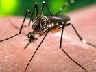 Rus Kad�n Zika Vir�s�ne Yakaland�