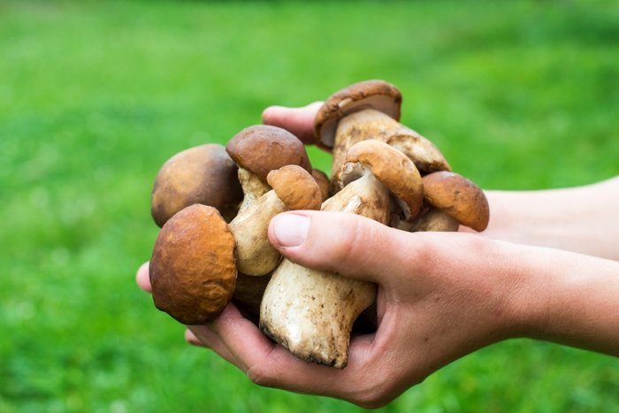 Salk Bakanl'ndan Mantar Zehirlenmelerine Kar Uyar