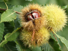 Sa�l�kl� Diyetin Dostu Kestane