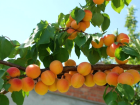 Sa�l�kl� Sindirim i�in Kay�s� Suyu ��in