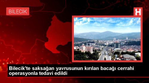 Saksaan yavrusu baca krld, tedavi edildi