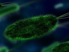 Salmonella bakterisi nedir? Salmonella neden olur? ��te Salmonella vir�s� hakk�nda bilinenler!