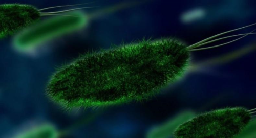 Salmonella bakterisi nedir? Salmonella neden olur? te Salmonella virs hakknda bilinenler!