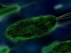 Salmonella nedir? Salmonella nas�l bula��r, tedavisi nas�l yap�l�r?