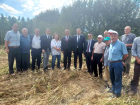 Samsun'da 5 Metreye Ula�an Kenevir Hasad� Yap�ld�