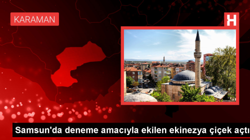 Samsun'da Ekinezya retimi Balad