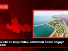Samsun'da Yaral� Ebabil Ku�u Tedavi Edildikten Sonra Do�aya Sal�nd�