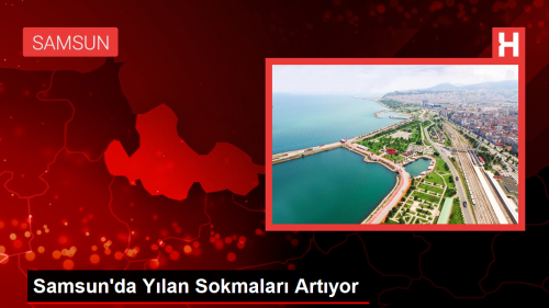 Samsun'da Ylan Sokmalar Artyor