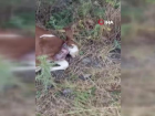 �ap hastal���ndan telef olan buza��y� yol kenar�na terk ettiler