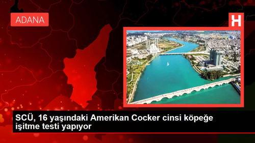 SC, 16 yandaki Amerikan Cocker cinsi kpee iitme testi yapyor