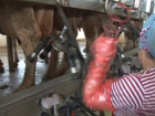 S�caklarda, So�uk Zinciri Bozulmu� S�te Dikkat