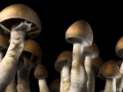 Sihirli Mantarlar Depresyon Tedavisinde Kullan�labilir