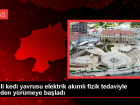 Sivas'ta fel�li kedi yavrusu elektrik ak�m�yla y�r�me yetisini kazand�