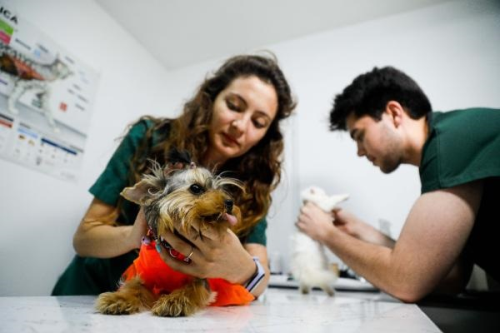 Sivrisinek ve Pire Poplasyonu Artyla Kedi ve Kpeklerde Parazit Hastalklar Artyor