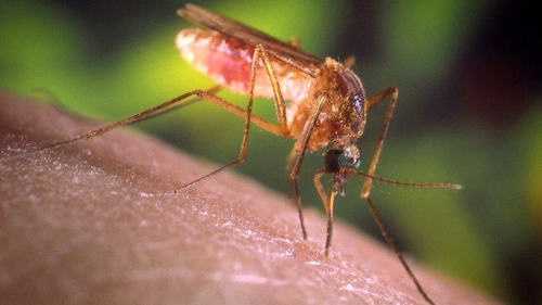 Sivrisinekler neden baz kiileri daha fazla srr?