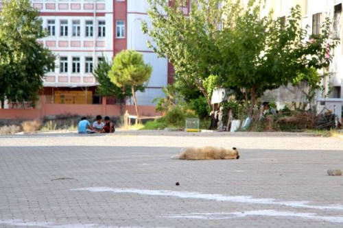 'Sokak hayvanlarn alayamazsak insan saln koruyamayz'