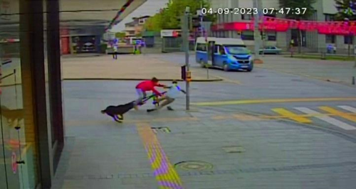 Sokak köpeği bisikletli çocuğu kovalayarak yayaya çarptı