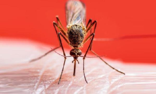 Son dakika haberi | Uzman uyard: Sivrisinek sr sonras grlen atee dikkat