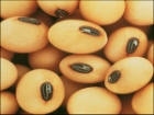Soya San�ld��� Kadar Yararl� De�ilse?