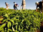 Stevia Bitkisi �ekerin Taht�n� Sall�yor
