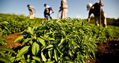 Stevia Bitkisi ekerin Tahtn Sallyor